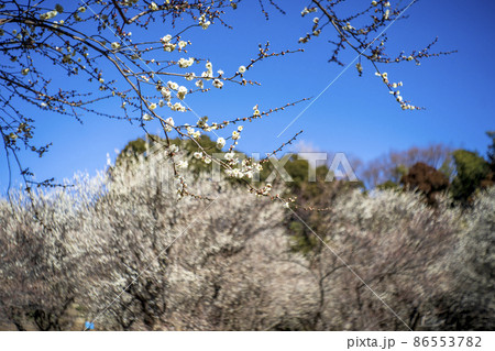 青空に満開の間近い川崎市有馬の梅園に咲く白梅　冬至梅 86553782