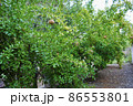 Fresh ripe pomegranate fruit hanging on the tree branch in the orchard along the Aegean seacoast. Turkey 86553801