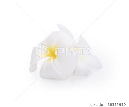 plumeria rubra flowers isolated on White background 86553930