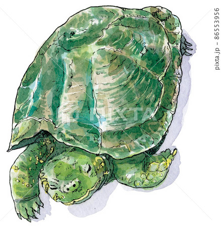 歩くミドリガメ 86553956