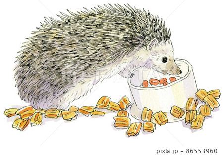 エサを食べる横向きのハリネズミ エサを食べる横向きのハリネズミ 86553960