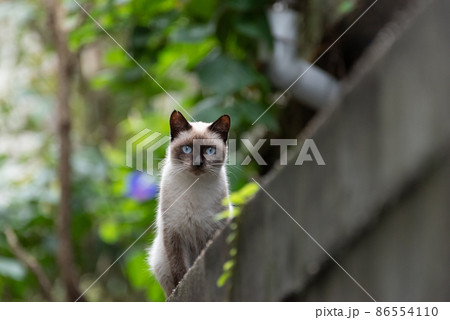 塀の上の猫 塀の上の猫 86554110