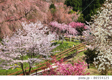 葉桜の又兵衛桜とその周囲に咲く桜 86554125