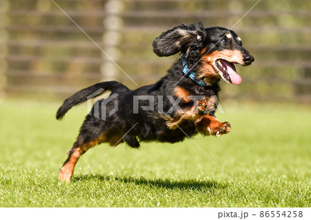 ドッグランで遊ぶミニチュアダックスフンド 86554258