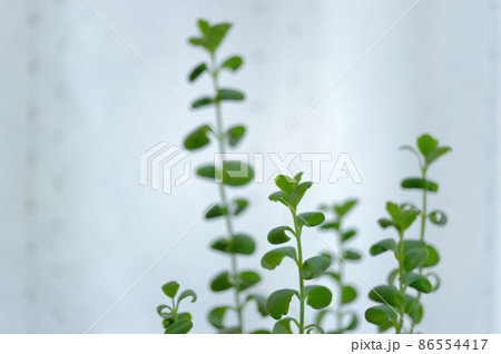 多肉植物 カランコエ 胡蝶の舞鉢植え 多肉植物 カランコエ 胡蝶の舞鉢植え 86554417