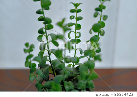 多肉植物 カランコエ 胡蝶の舞鉢植え 多肉植物 カランコエ 胡蝶の舞鉢植え 86554422