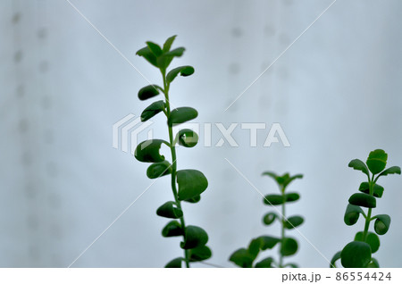 多肉植物 カランコエ 胡蝶の舞鉢植え 多肉植物 カランコエ 胡蝶の舞鉢植え 86554424