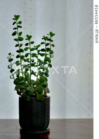 多肉植物　カランコエ　胡蝶の舞鉢植え 86554458