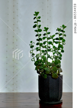 多肉植物　カランコエ　胡蝶の舞鉢植え 86554459