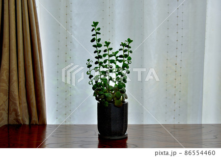 多肉植物 カランコエ 胡蝶の舞鉢植え 多肉植物 カランコエ 胡蝶の舞鉢植え 86554460