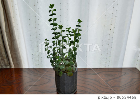 多肉植物 カランコエ 胡蝶の舞鉢植え 多肉植物 カランコエ 胡蝶の舞鉢植え 86554468