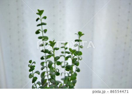 多肉植物 カランコエ 胡蝶の舞鉢植え 多肉植物 カランコエ 胡蝶の舞鉢植え 86554471