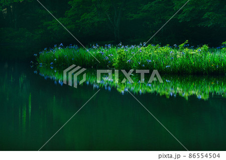 滋賀県高島市今津町平池に群生するカキツバタを早朝撮影 滋賀県高島市今津町平池に群生するカキツバタを早朝撮影 86554504
