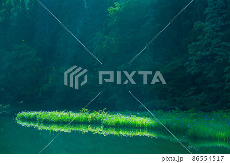 滋賀県高島市今津町平池に群生するカキツバタを早朝撮影 86554517