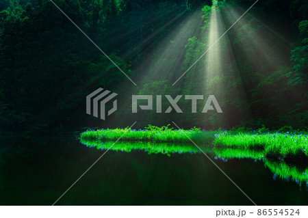 滋賀県高島市今津町平池に群生するカキツバタを早朝撮影 滋賀県高島市今津町平池に群生するカキツバタを早朝撮影 86554524