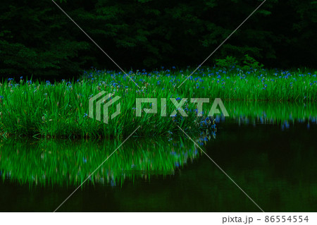 滋賀県高島市今津町平池に群生するカキツバタを早朝撮影 86554554