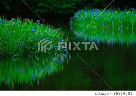 滋賀県高島市今津町平池に群生するカキツバタを早朝撮影 86554583
