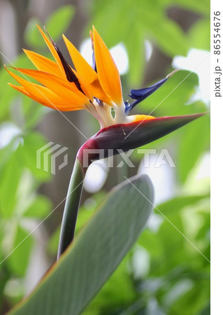 極楽鳥花 極楽鳥花 86554676