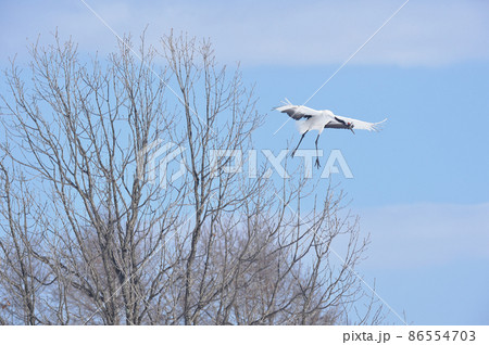 タンチョウの飛翔姿(北海道・鶴居) タンチョウの飛翔姿(北海道・鶴居) 86554703