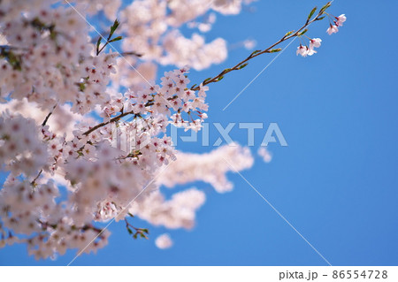 春の晴れ間に咲く桜 春の晴れ間に咲く桜 86554728