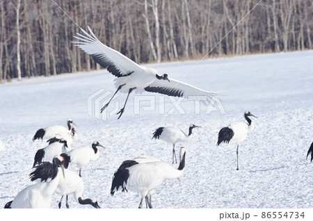 翼を広げて着陸するタンチョウ(北海道・鶴居) 翼を広げて着陸するタンチョウ(北海道・鶴居) 86554734