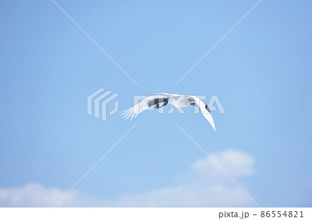 青空を飛ぶタンチョウ(北海道・鶴居) 青空を飛ぶタンチョウ(北海道・鶴居) 86554821