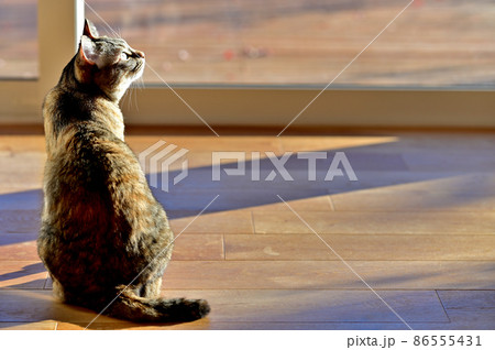 猫のいる生活　西日で暖をとる7 86555431