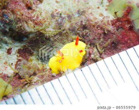 ラボウトウミウシ 86555979