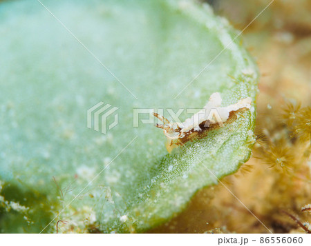 コトヒメウミウシ一種4 86556060