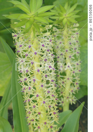 ユーコミス 86556066