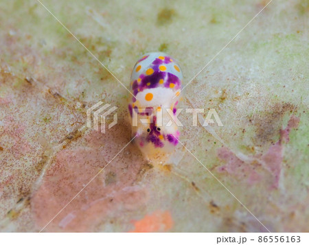 キホシミガキブドウガイ 86556163