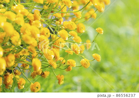ラナンキュラス ゴールドコイン 百合が原公園 の写真素材