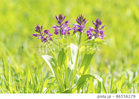 ハクサンチドリ　札幌市 86556279