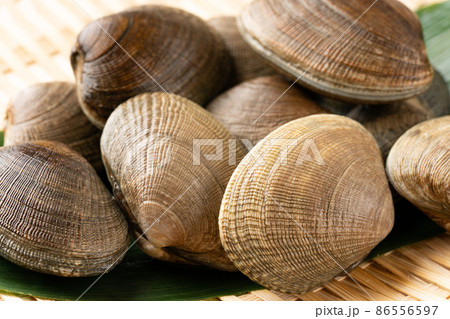 活きあさり 活きあさり 86556597