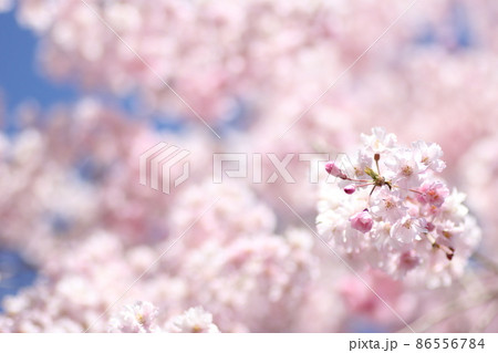 しだれ桜のクローズアップ しだれ桜のクローズアップ 86556784