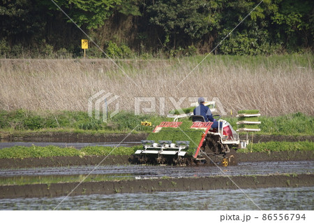 田植え風景（埼玉県蓮田市） 86556794