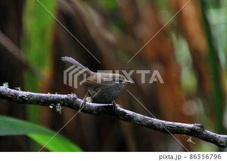 Sunda Bush Warbler (スンダウグイス) Sunda Bush Warbler (スンダウグイス) 86556796