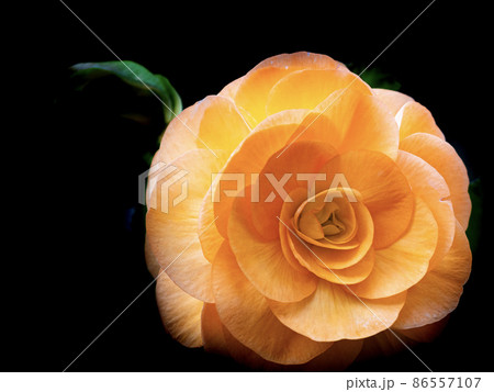 ベゴニア 花 ベゴニア 花 86557107