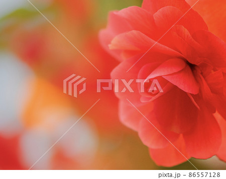 ベゴニア 花 ベゴニア 花 86557128