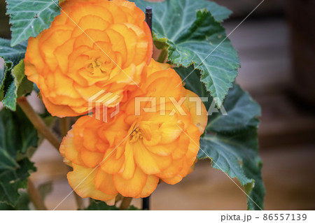 ベゴニア 花 ベゴニア 花 86557139