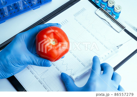 Genetically modified organism. GMO scientist injecting liquid from syringe into red tomato. Gmo food biotechnology concept. Genetically modified organism. GMO scientist injecting liquid from syringe into red tomato. Gmo food biotechnology concept. 86557279