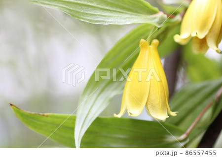 紀伊上臈杜鵑草 86557455