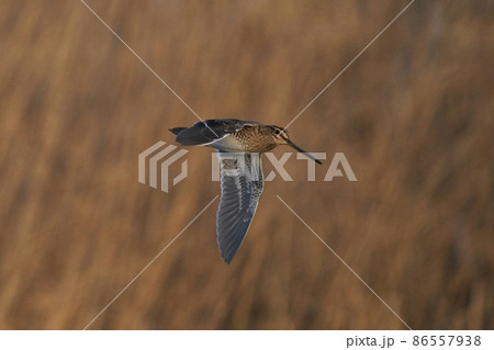 Snipe in flight 86557938