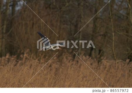 Heron collecting nesting material 86557972