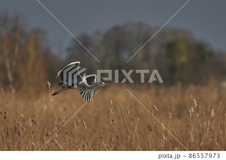 Heron collecting nesting material Heron collecting nesting material 86557973
