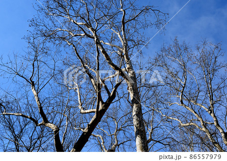 落葉樹　冬のプラタナスの木 86557979