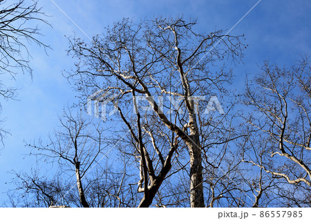 落葉樹　冬のプラタナスの木 86557985