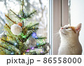 A tricolor domestic cat looks Christmas tree. 86558000