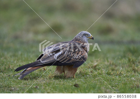 Red Kite standing in a grassy field Red Kite standing in a grassy field 86558038