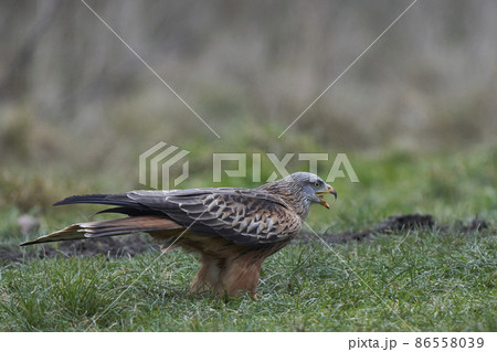 Red Kite standing in a grassy field Red Kite standing in a grassy field 86558039